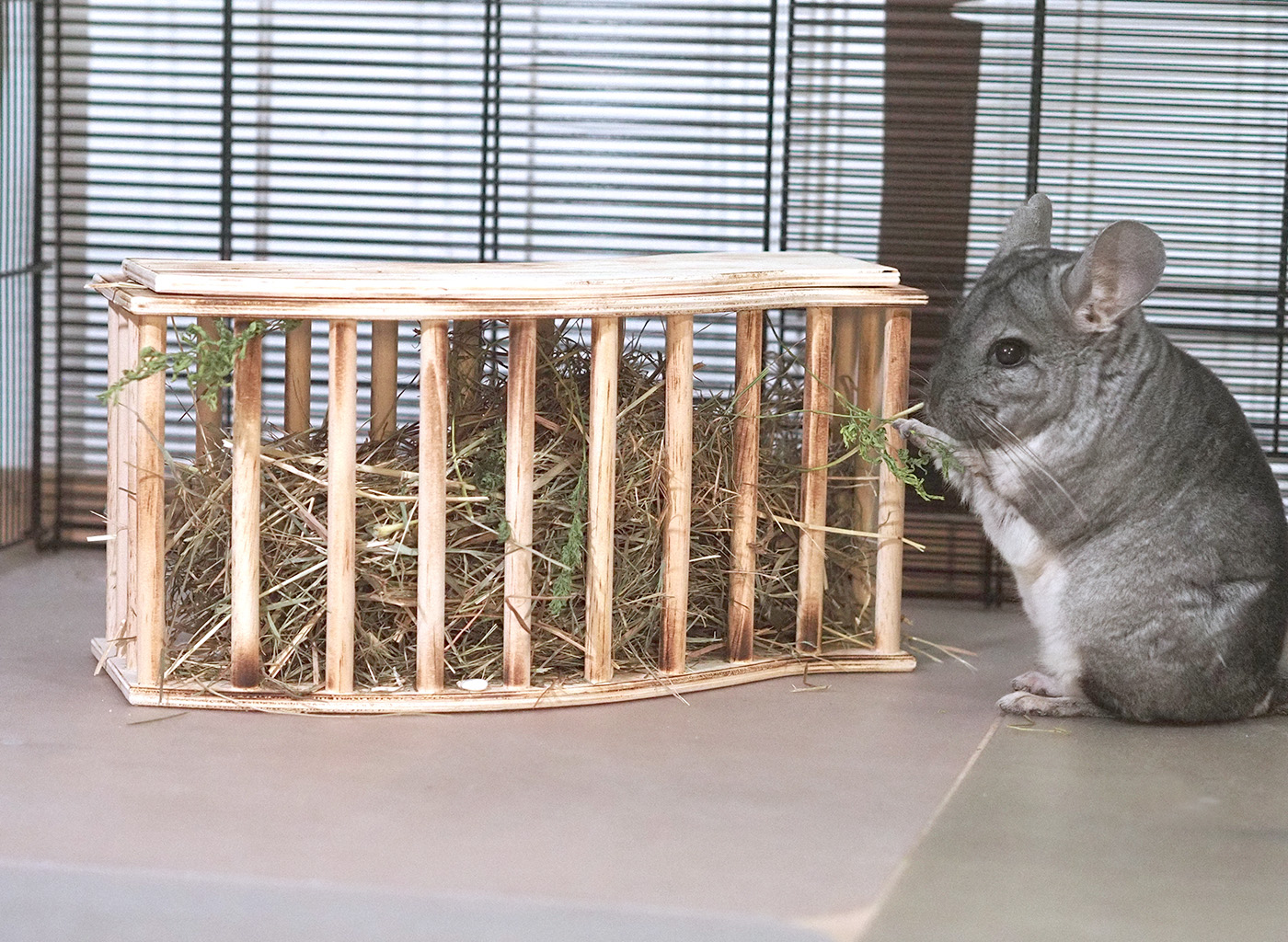 Chinchidorf-Chinchilla-Peanut-TRIXIE-Heuraufe-fressend