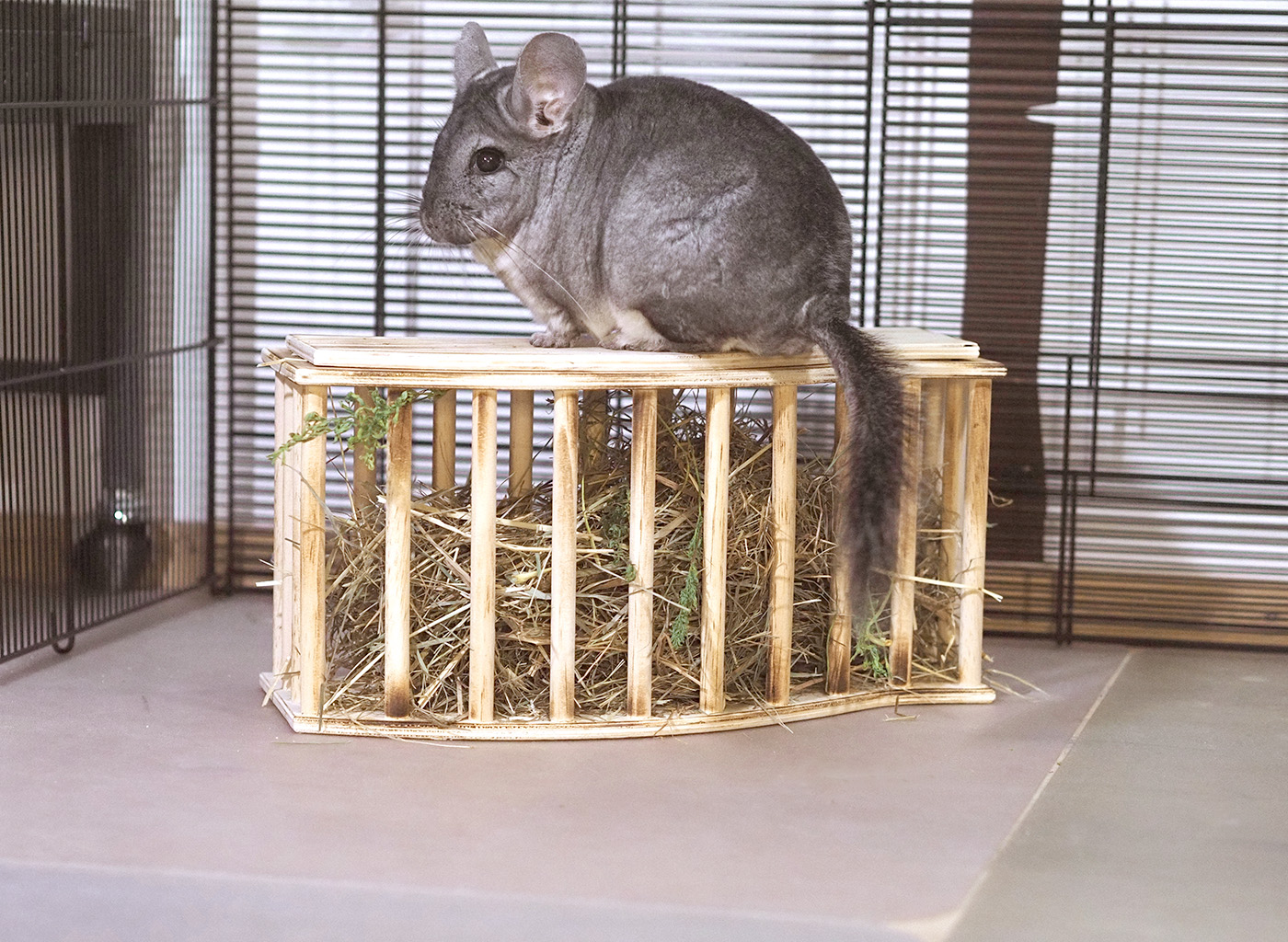 Chinchidorf-Chinchilla-Peanut-TRIXIE-Heuraufe