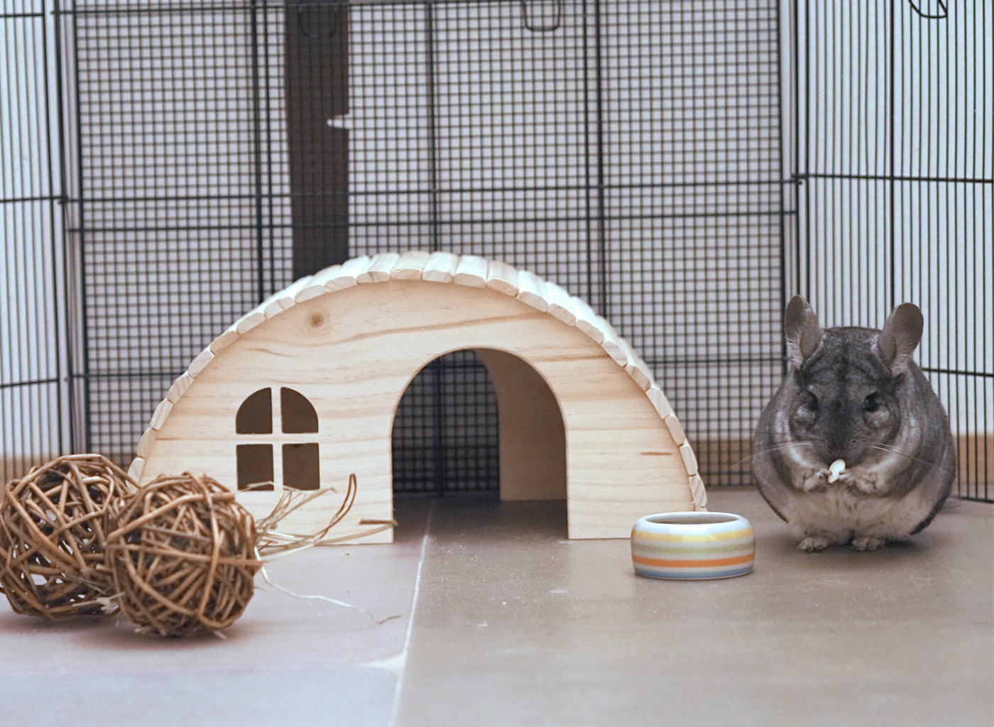 Chinchidorf-Chinchilla-Peanut-TRIXIE-Holzhaus-Weidenball-Futternapf