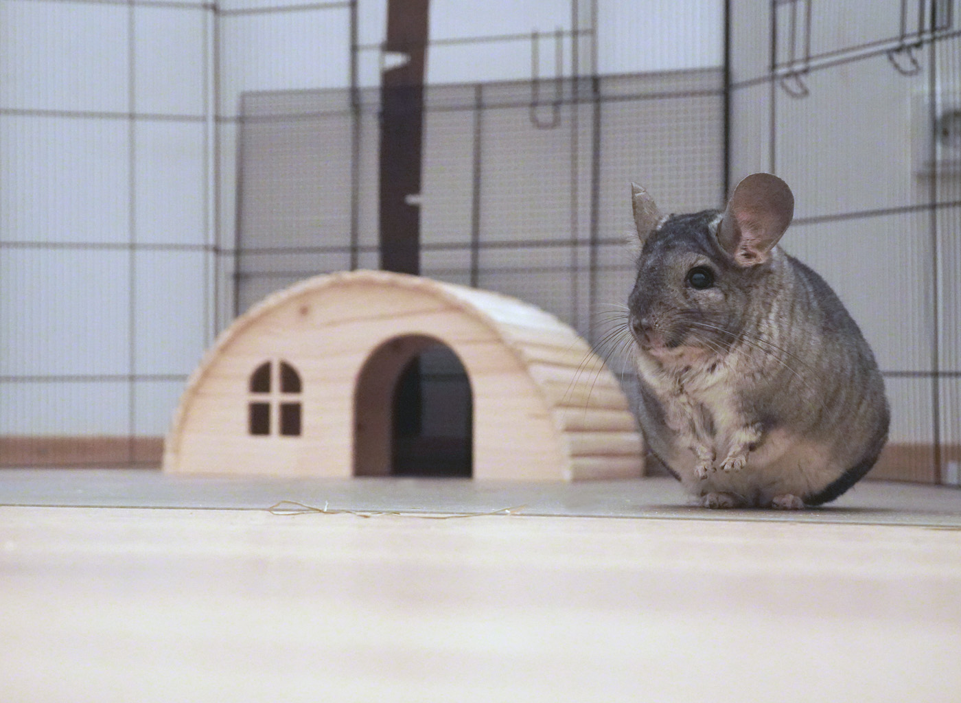 TRIXIE Holzhaus mit perfekter Höhe und Liegemöglichkeit