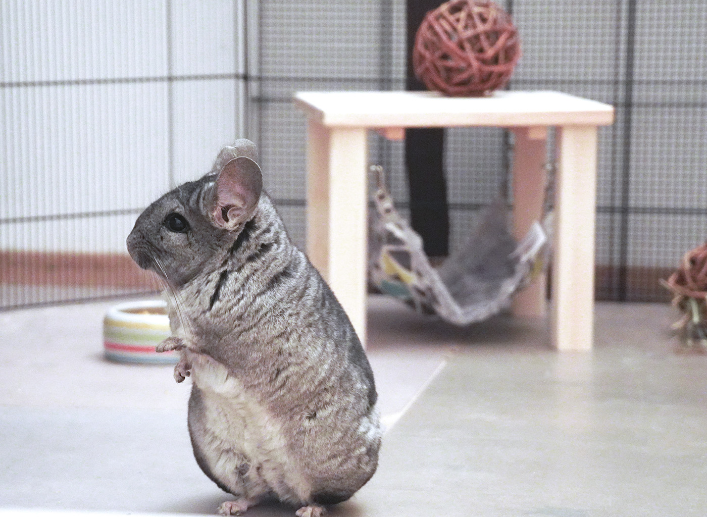 Chinchidorf-Chinchilla-Peanut-TRIXIE-Unterstand-Weidenball-Futternapf