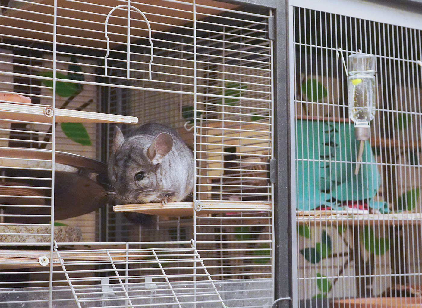 Chinchidorf-Chinchilla-Peanut-TRIXIE-Wassertraenke