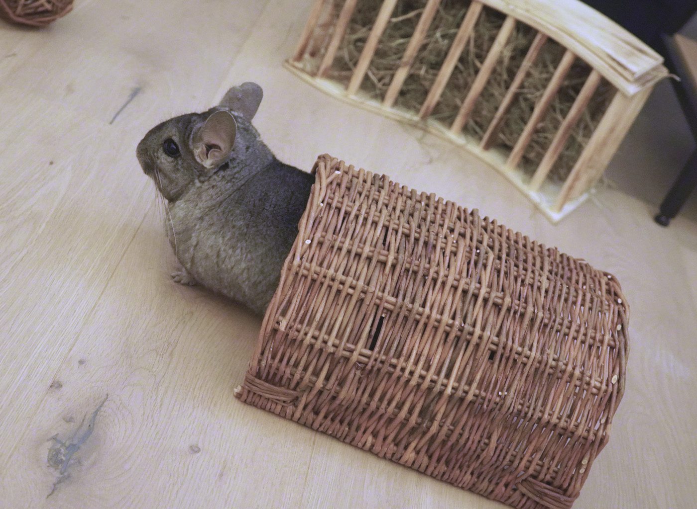 Chinchidorf-Chinchilla-Peanut-TRIXIE-Weidenbruecke