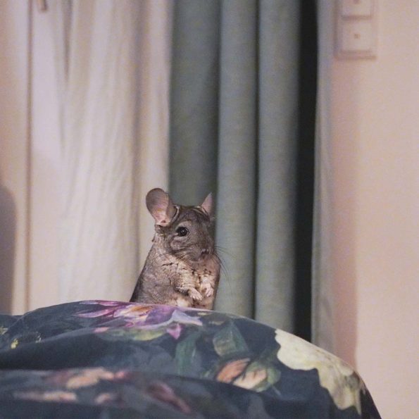Chinchidorf-Franziska-Barnert-Chinchilla-Peanut-Peani-Maennchen-Bett