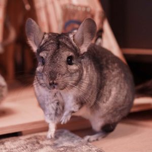 Chinchidorf-Franziska-Barnert-Chinchilla-Peanut-Peani-Tippi